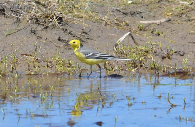 Citrine Wagtail (Motacilla citreola); Lesvos