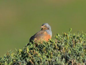 Cretzschmar's Bunting; Lesvos