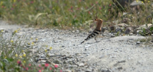Hoopoe; Lesvos