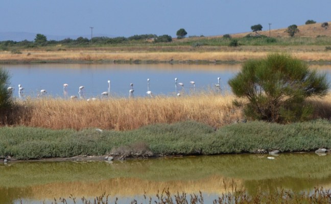 Kalloni Salt Pans; Flamingos; Lesvos