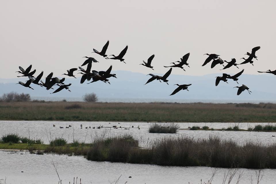 17309822_1258636377551631_9073315340631505295_n