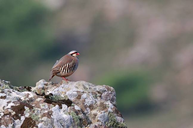 18073335_466243917040204_206744295_n