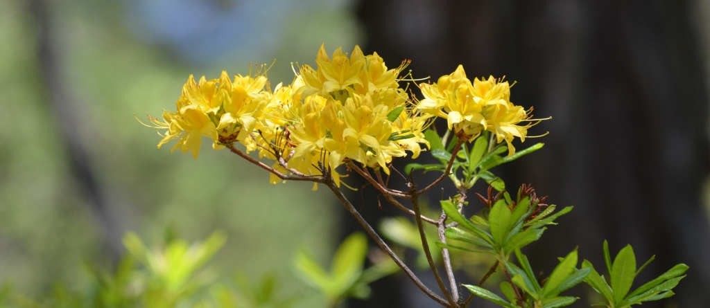 99X_8925 CROP SMALL SITE