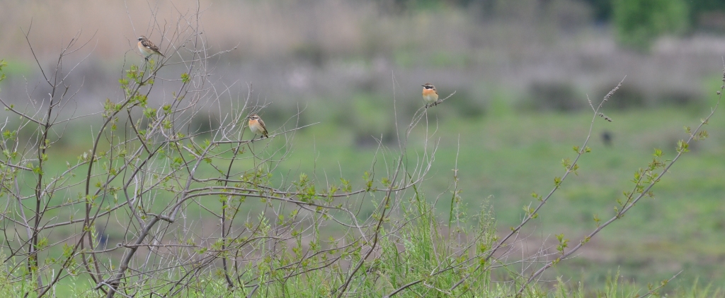 99X_9529 crop small blog