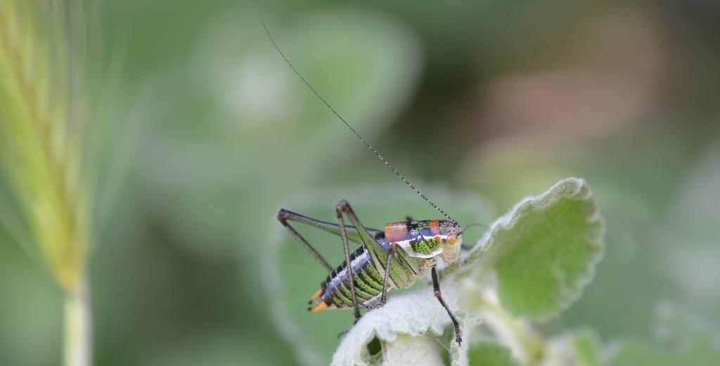 99X_8895 crop small site xana