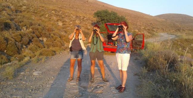 lesvos birds; birding; birdwatching