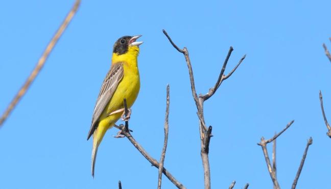 lesvos birds; birding; birdwatching; Black-headead Bunting