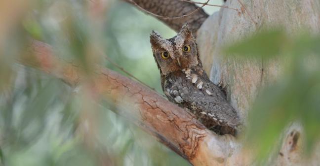lesvos birds; lesvos birding; lesvos birdwatching; Scops Owl
