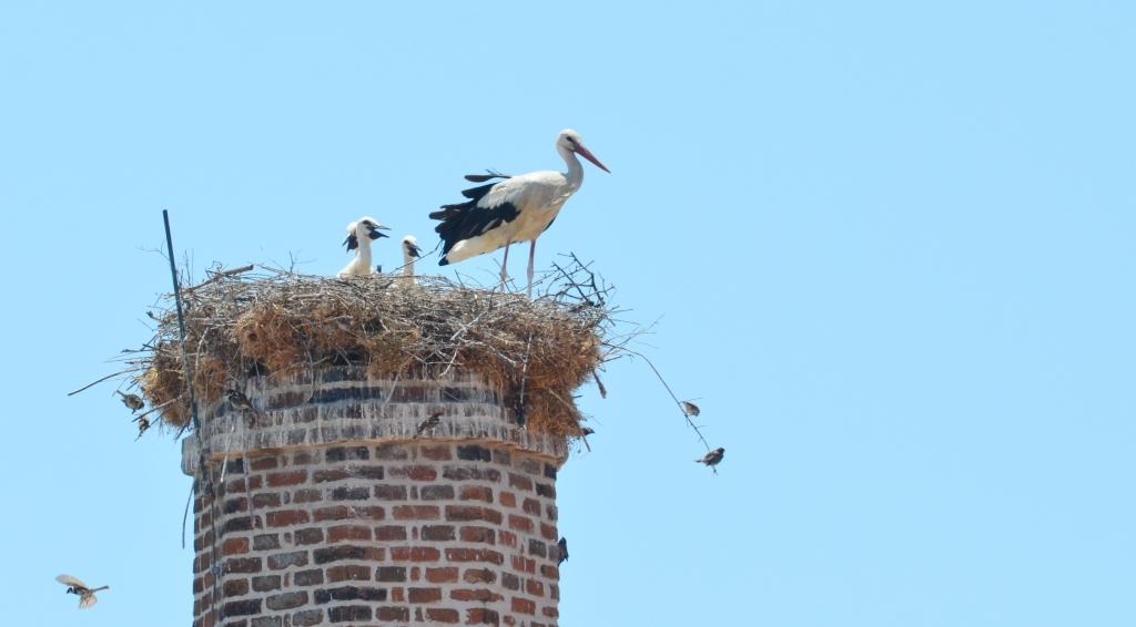 White Stork nest; Lesvos birds; Lesvos birding