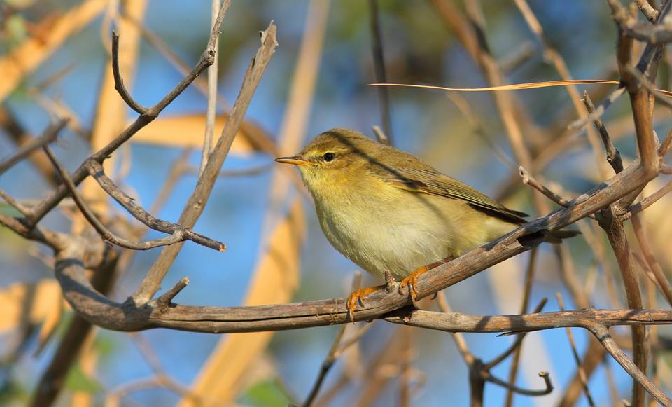 Willow Warbler; Lesvos