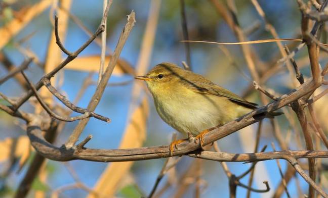 Willow Warbler; Lesvos