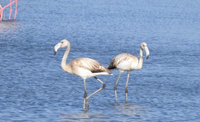 Flamingos; Lesvos