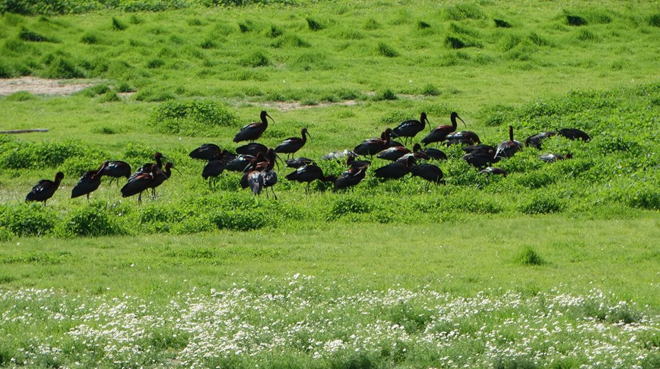 Glossy Ibisses (by E. Pavli)