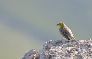 Cinereous Bunting (Emberiza cineracea); Lesvos; Lesvos Birdwatching