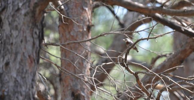 Kruper's Nuthatch; Lesvos