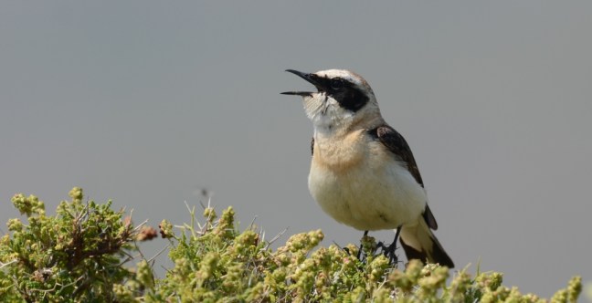 Black-eared Wheatear (Oenanthe hispanica); Lesvos birds