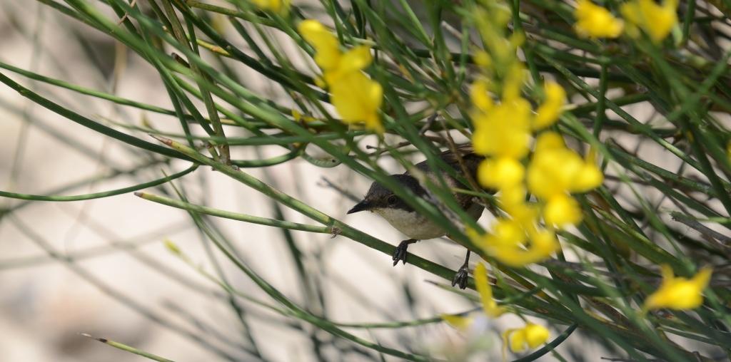 Eastern Orphean Warbler (Sylvia crassirostris); Lesvos birds
