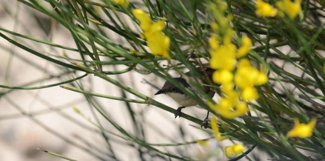 Eastern Orphean Warbler (Sylvia crassirostris); Lesvos birds