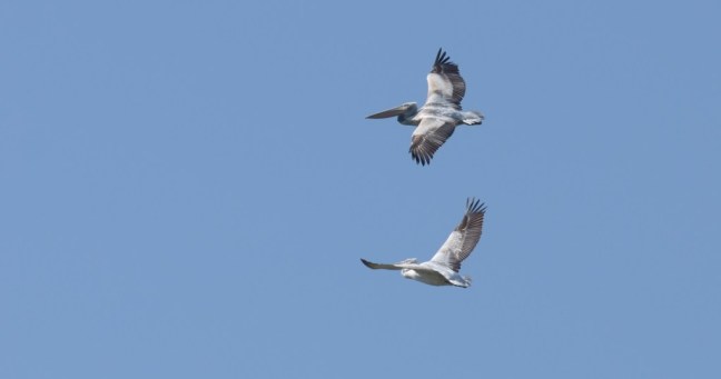 Dalmatian Pelican;Lesvos;birding