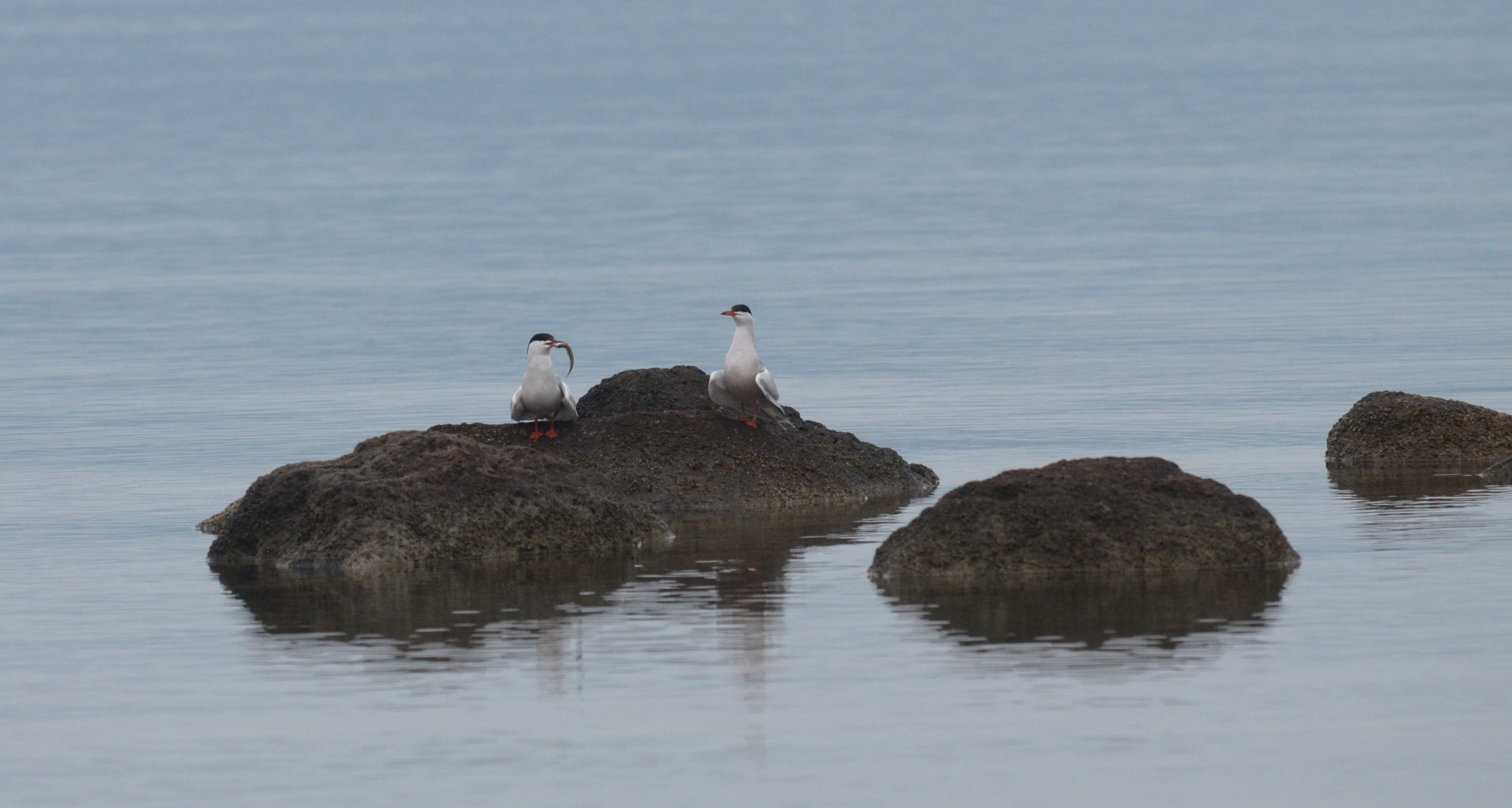 99X_8859 crop small xana