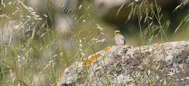 Cinereous Bunting; Lesvos birds