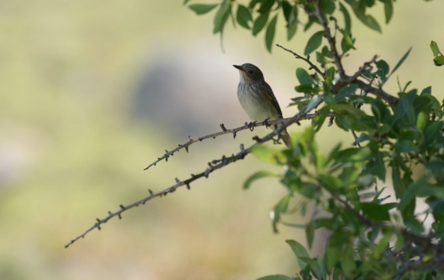 Spotted Flycatcher; Lesvos Birds