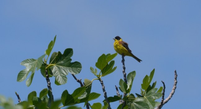 Black-headed Bunting; Lesvos Birds