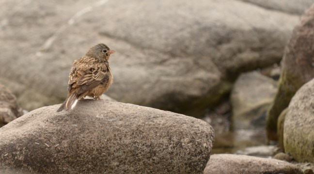 Cretzschmar's Bunting; Lesvos birds