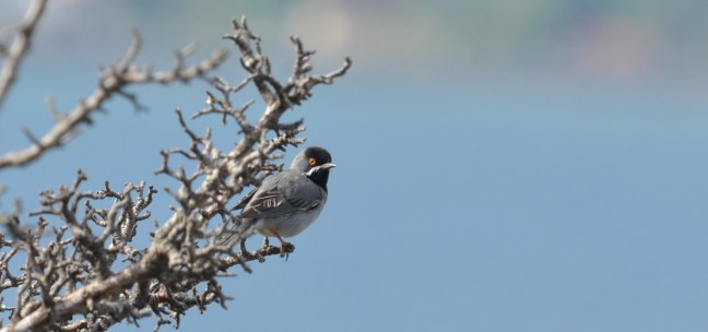Ruppell's Warbler (Sylvia rueppelli); Lesvos birds