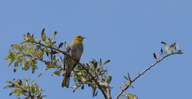 Cinereous Bunting (Emberiza cineracea): Lesvos birds