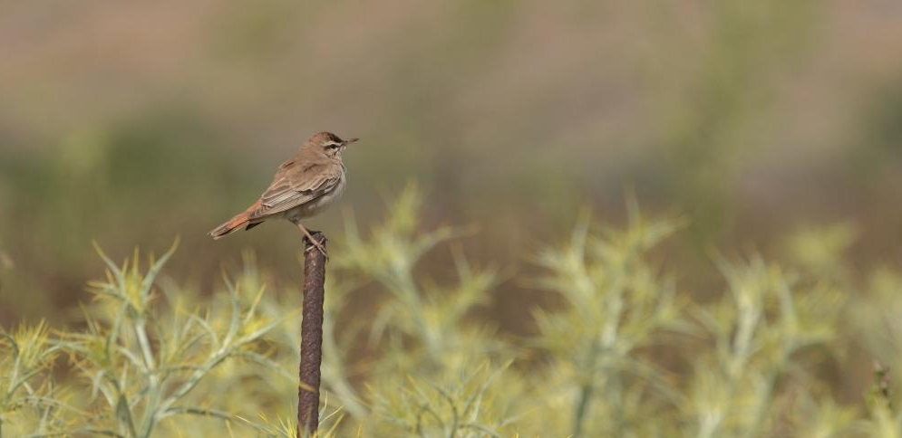 Rufous Bush Robin; Lesvos Birds