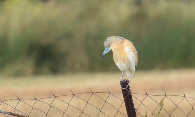 Squacco Heron (Ardeola ralloides); Lesvos Birds