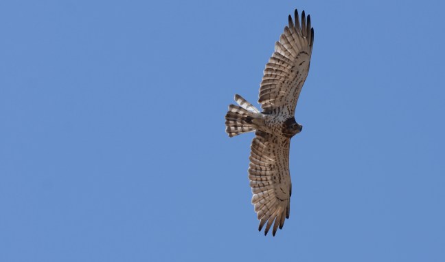 Short-toed Eagle (Circaetus gallicus): Lesvos birds