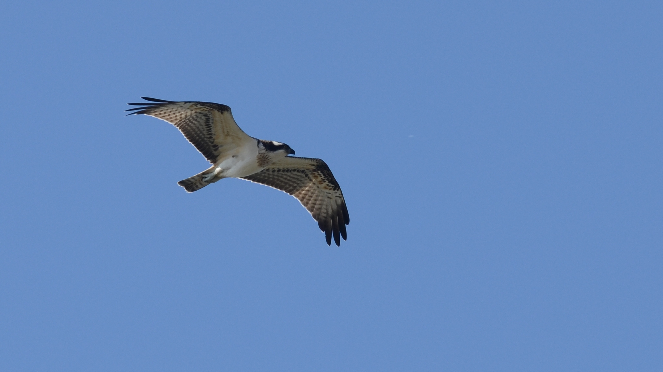Osprey;Lesvos