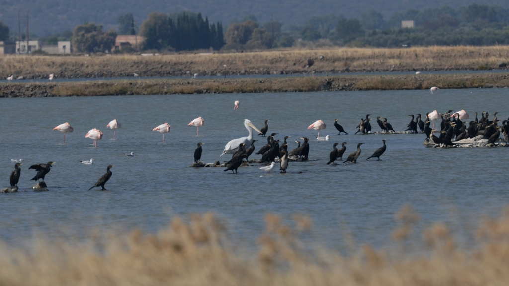 Dalmatian Pelican; Lesvos