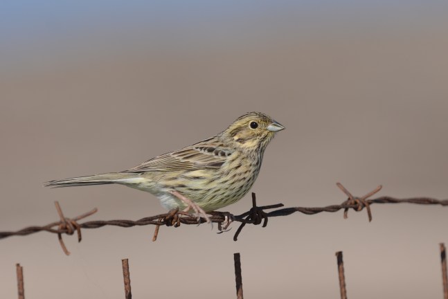 Cirl Bunting;Lesvos