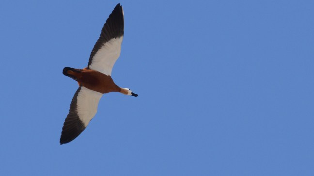 Ruddy Shelduck Lesvos