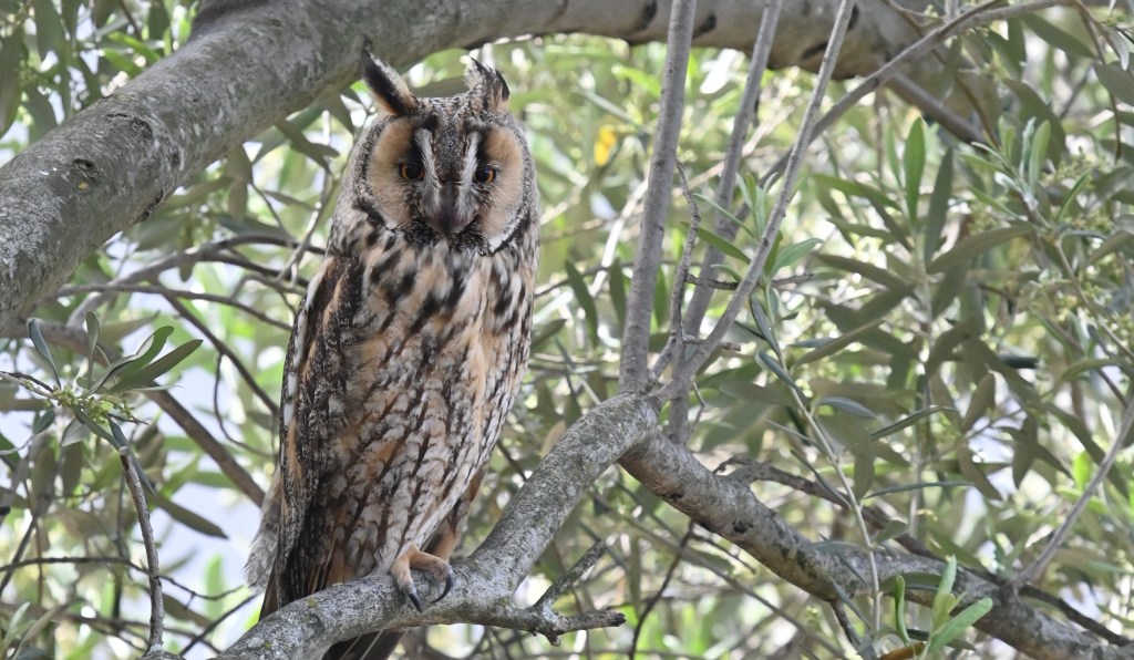 Long-eared Owl